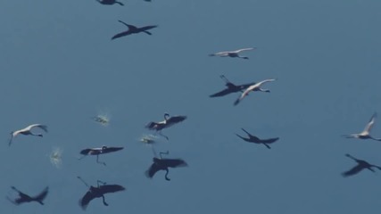 Zeljko Joksimovic - Lane Moje (kallinikos Anesthesia Remix)