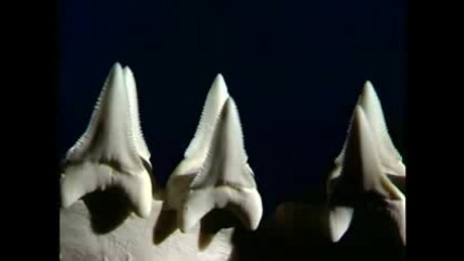 Discovery Channel - Sharks * 2 Част *