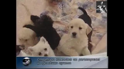Регистрация на Домашни кучета в София