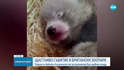 Родиха се бебета близначета от застрашения вид червена панда