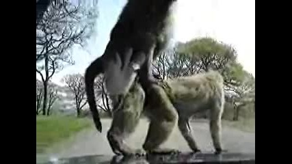 Маймуни се забавляват на капака на колата 