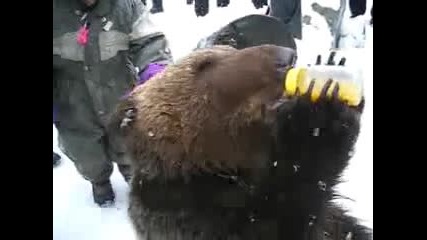 Сладко Мече Пие Сокче.