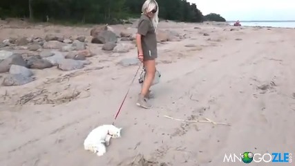 Коте мрази плажа -смях