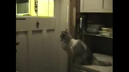 Котка чука на вратата ви :) 