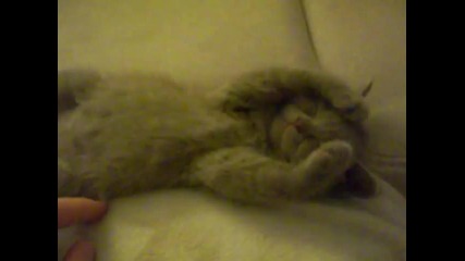 Най - сладкото Спящо Котенце на Света 