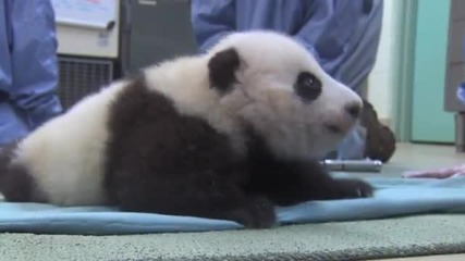Първи стъпки на бебче панда!