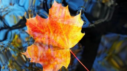 Pachelbel Canon in D major- Elegance - version Autumn Leaves