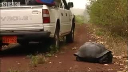 Tourist killers - Bbc Environment 