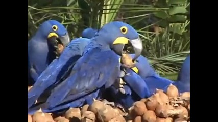 Хиацинови папагали си похапват 