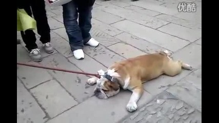 Най - мързеливото куче в света 