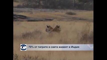 70% от тигрите в света живеят в Индия