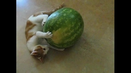 Коте vs диня