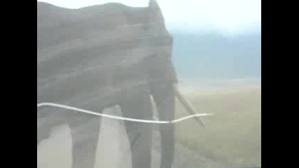 Най - Големия Слон B Света
