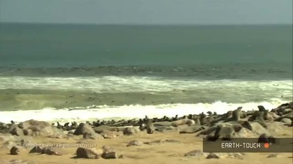 Grey Melody - Elephants, rhino and seals