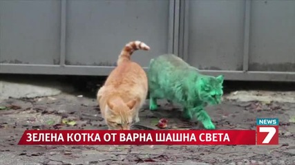 Варненска зелена котка стана световен