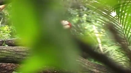 Scenicvideos 