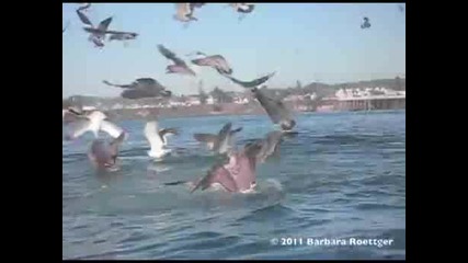 Ако е знаела какво има съвсем близо до нея да е плувала с 200 км :d
