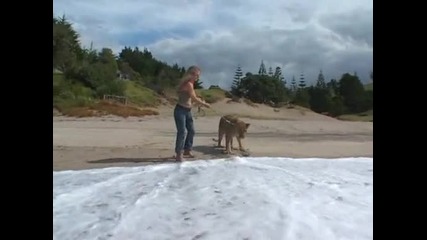 Лъвове си играят на плажа!