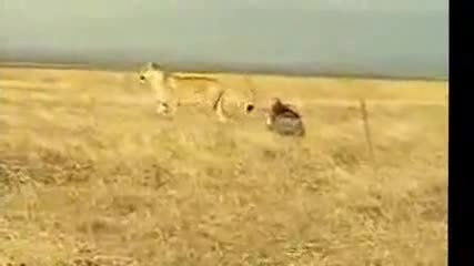Прасе напада лъв