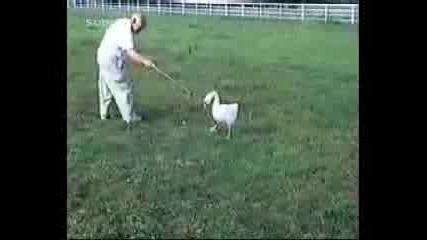 Funny Animals