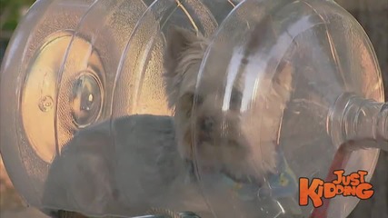 Кученце в бутилка от вода - скрита камера