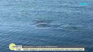 Какво предлага на туристите разходката с лодка край морския бряг?