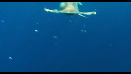 Jackass - Стив О става стръв за акули 