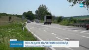 Черният леопард е забелязан в Разградско