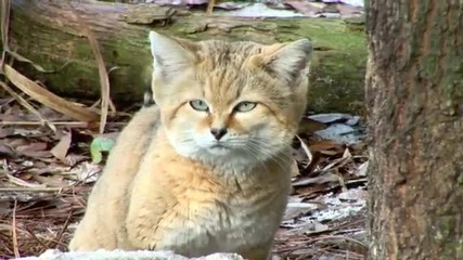 Големите красиви котки!