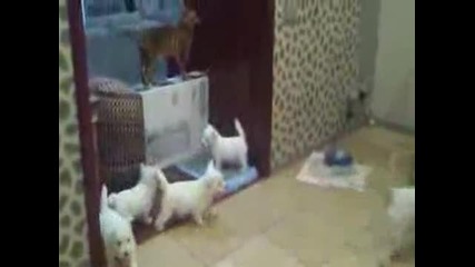 Кученца се закачат с котка 