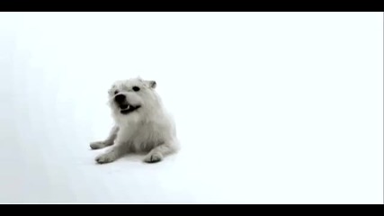 Dogs 101 - Jack Russell 