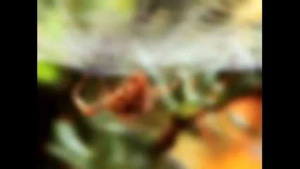 Autumn (vivaldi Four Seasons)