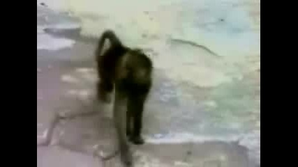 Маймуна Се Плаши От Собственото Си Изображение