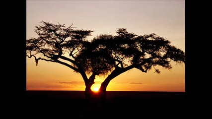 Amethystium-safari