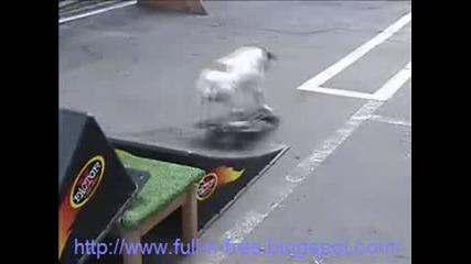 Куче скейтър