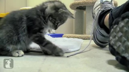 Котките обичат връзки за обувки