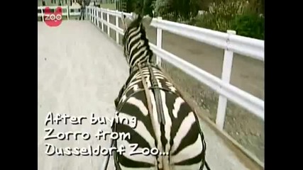 Едно невероятно животно - Зебра 