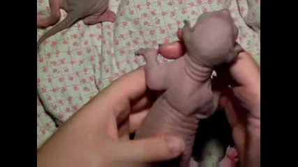 новородени свинкс котки на една седмица 