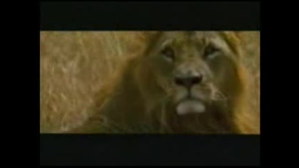 Lion Funn