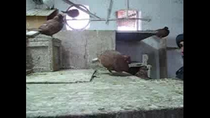 Паламарски Гълъби