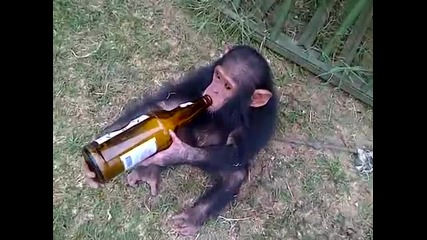 Маймунка обича да си пийва!