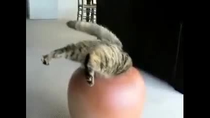 Crazy cat hides in a vase 