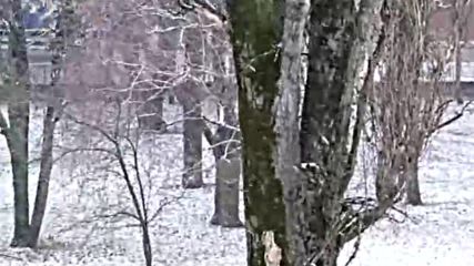 Катеричката наблюдава снеговалежа!