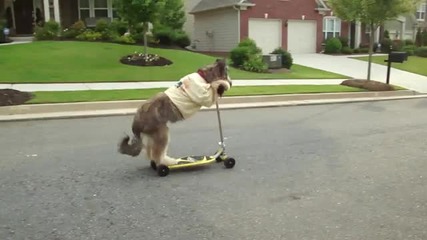 Голямо сладко кученце кара скутер по улицата ! 