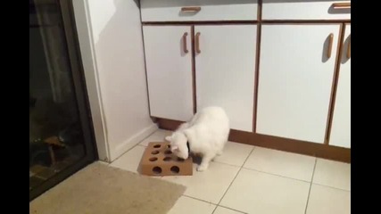Коте си играе...