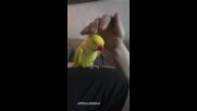 Собственик се хвали със своя папагал