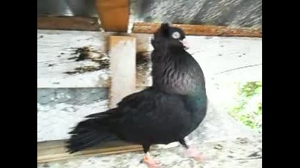 palamaeski