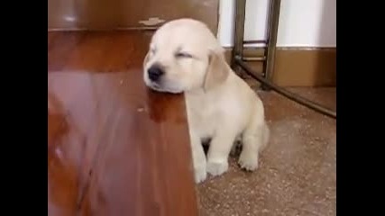 Golden retriever-малко сладко кученце заспива право