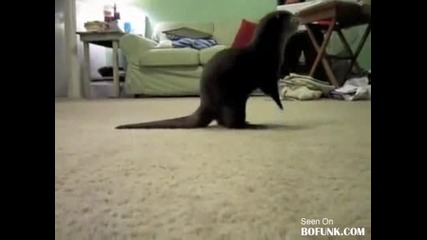 Baby Otter Playing With Stuffed Walrus 