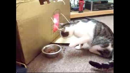 Котка се Храни 